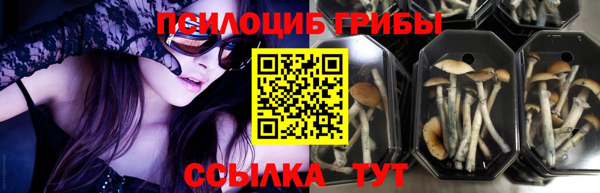 Галлюциногенные грибы Psilocybine cubensis Лысьва
